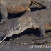 dragon_komodo_hsb_rinca_h_1654_kom3999.jpg